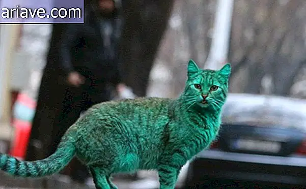 After the blue dog, now it's the green cat's turn (and that's bad too)