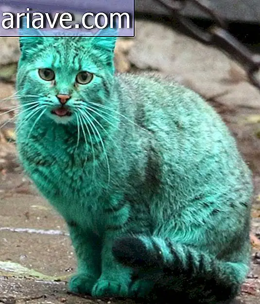 After the blue dog, now it's the green cat's turn (and that's bad too)