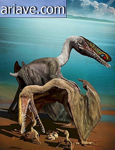 Pterozaur
