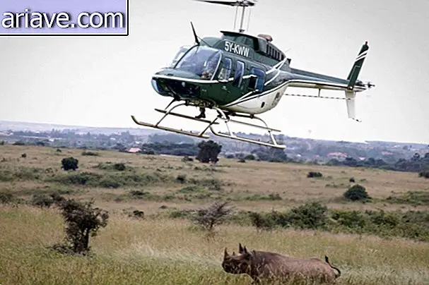 Rinoceronte in Africa