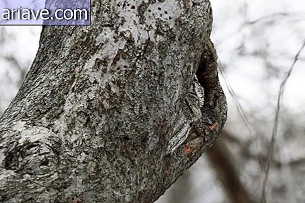 Ninjas: Owls prove masters of camouflage