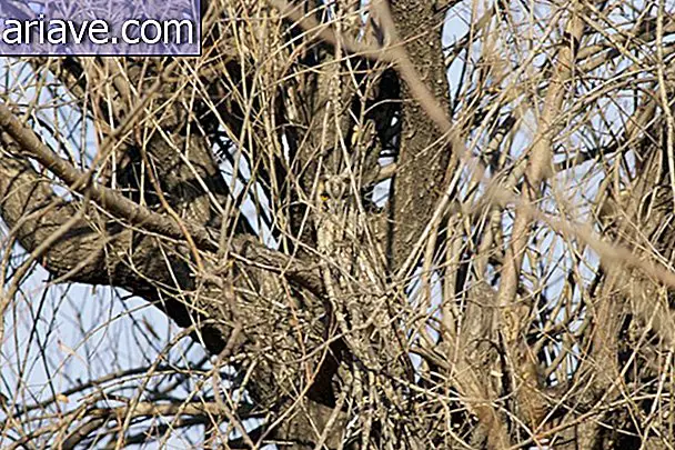 Ninjas: Owls prove masters of camouflage