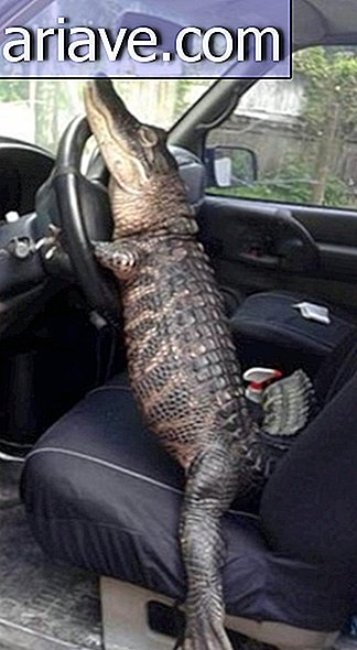 American fight in court not to lose Rambo, your pet alligator