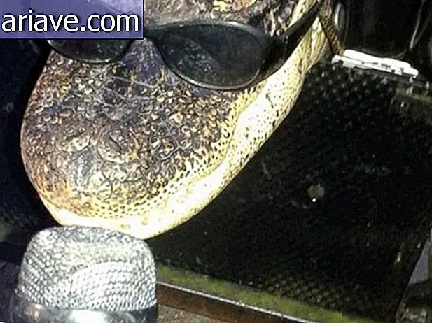 American fight in court not to lose Rambo, your pet alligator