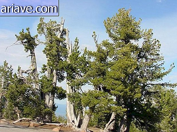 Pinus albicaulis, 1.267 anillos.