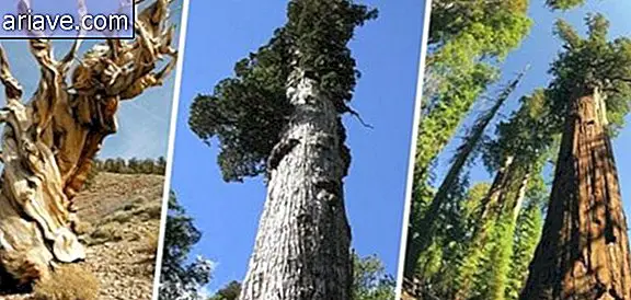 जलवायु और आनुवंशिकी जैसे कारक वृक्ष की दीर्घायु में मदद करते हैं