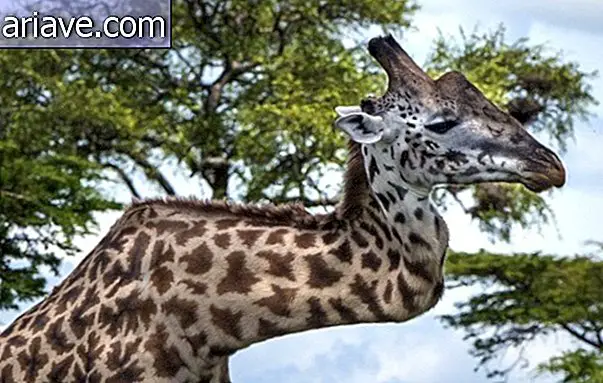 A zsiráf, aki elrontotta a harcot nyakán, csendesen él Serengetiben [videó]