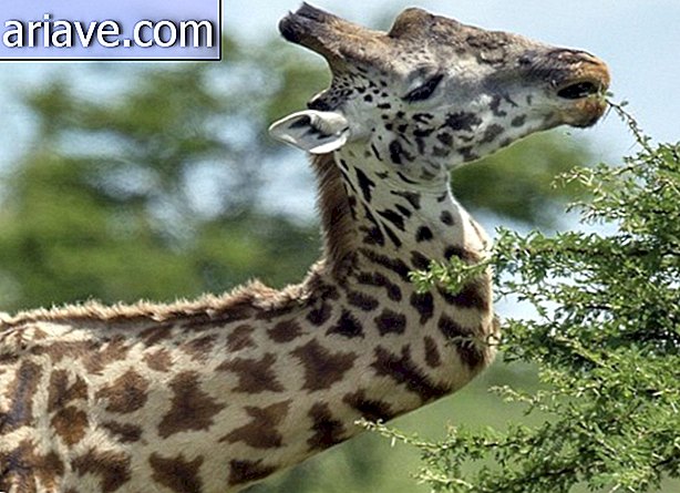 Une girafe qui s'est cassé le cou au combat vit tranquille à Serengeti [vidéo]