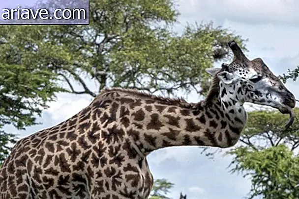 Kirahvi, joka mursi kaulan taistelussa, elää hiljaisesti Serengetissä [video]