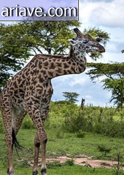 Jirafa care s-a rupt de gât trăiește liniștită în Serengeti [video]