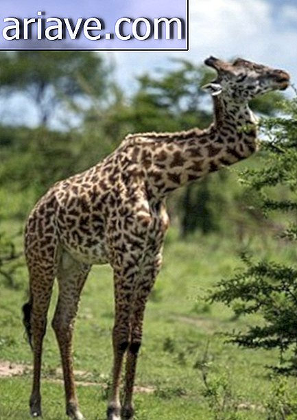 A zsiráf, aki elrontotta a harcot nyakán, csendesen él Serengetiben [videó]