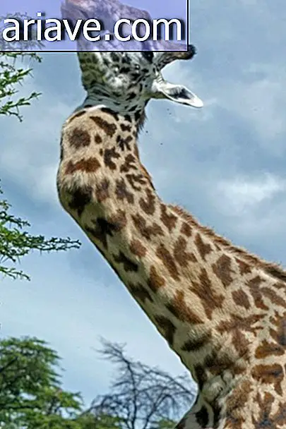 Une girafe qui s'est cassé le cou au combat vit tranquille à Serengeti [vidéo]