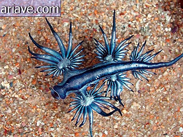 The blue dragon exists and is spectacular
