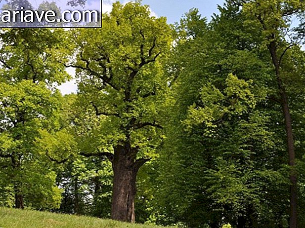 650-year-old Polish oak is elected Tree of the Year