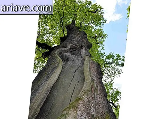 Un chêne polonais âgé de 650 ans est élu arbre de l'année