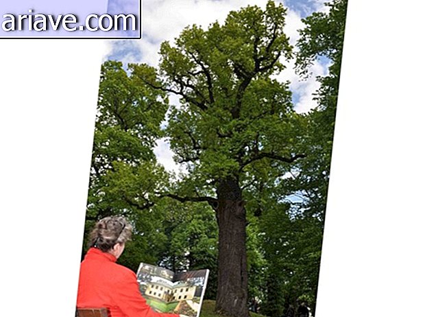 Un chêne polonais âgé de 650 ans est élu arbre de l'année