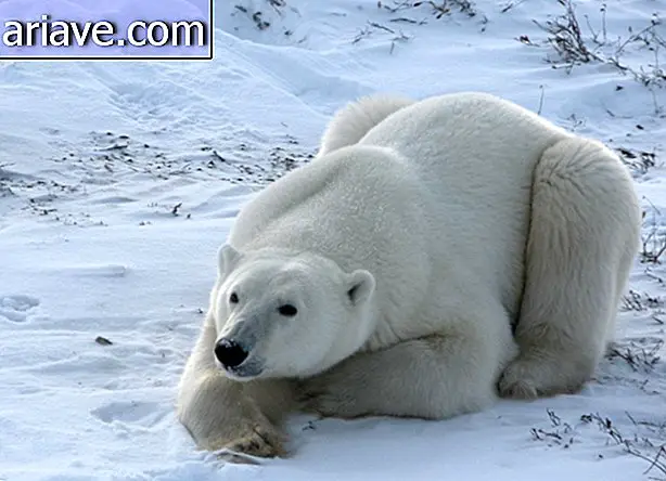 Polareng oso