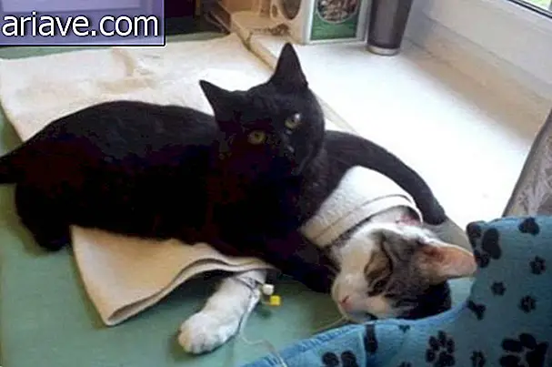 Vea qué increíble enfermera para gatos ayuda a los animales enfermos