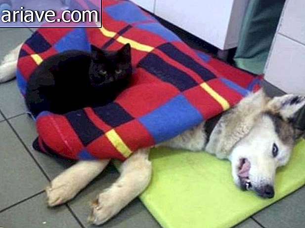 Vea qué increíble enfermera para gatos ayuda a los animales enfermos
