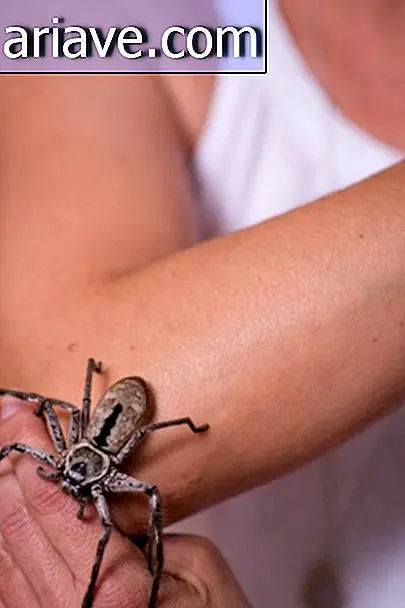Deze foto's van een vrouw en haar 5 giftige spinnen zullen je bang maken