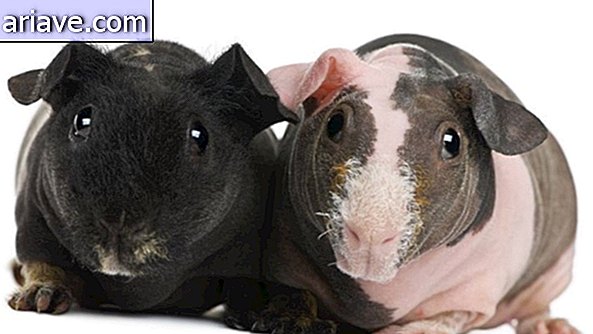 Haarlose Meerschweinchen: Bizarre Haustiere fühlen sich neu an [Galerie]