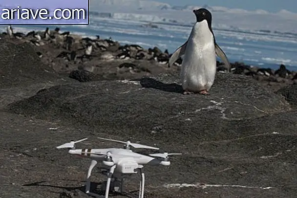 Penguin di sebelah drone