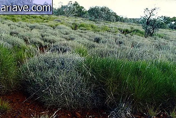Australsk gress