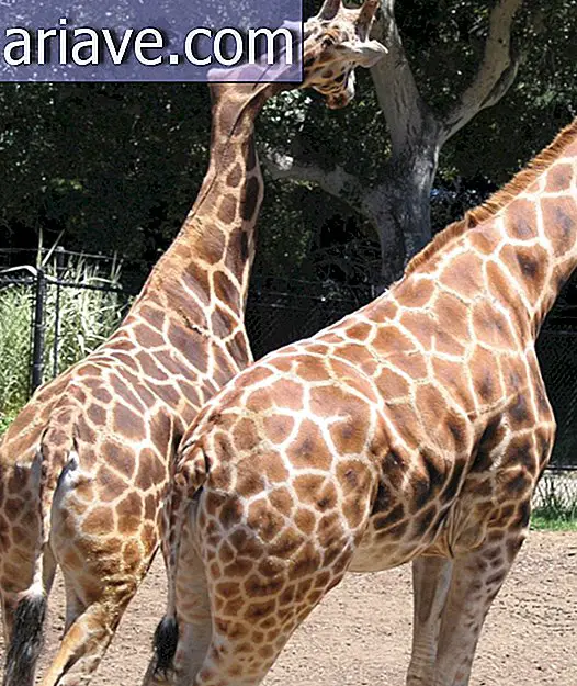Giraffe mit krummem Hals
