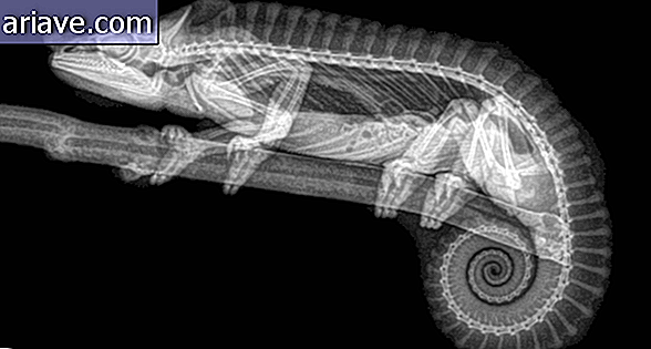 radiografía camaleón