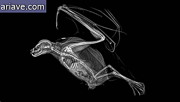 Røntgen av et flaggermus
