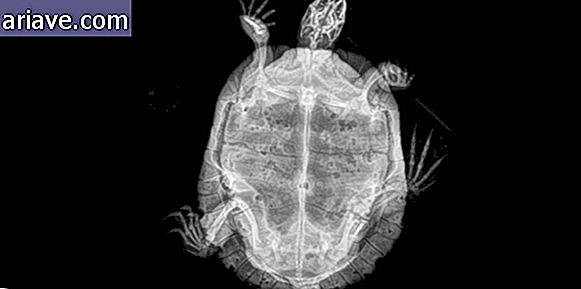 Teknős röntgen