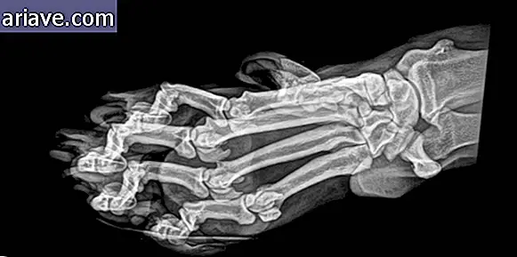 Zdjęcie rentgenowskie Tiger Paw