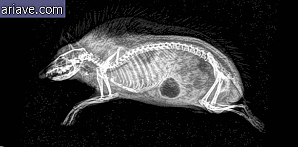 Egy sündisznó röntgenképe