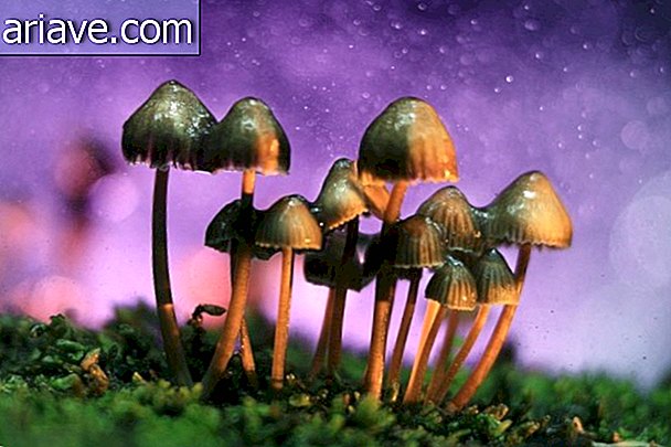 Mga Mushrooms ng Hallucinogenic
