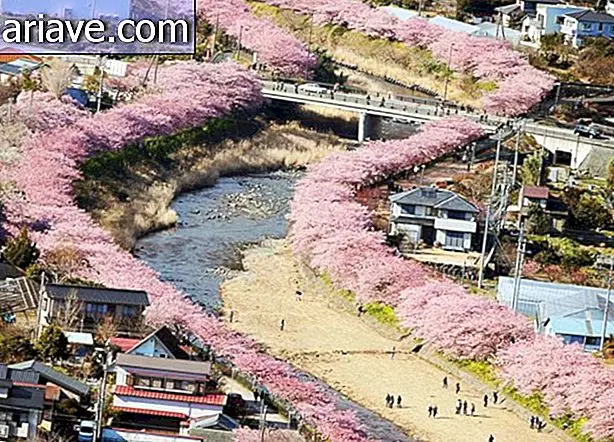Sakuras: Tiden er endelig inne for de fantastiske japanske kirsebærtrærne