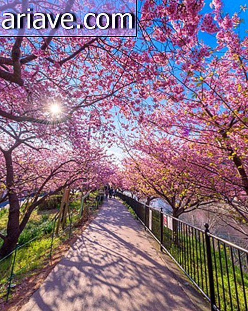 Sakuras: Eindelijk is het tijd voor de prachtige Japanse kersenbomen