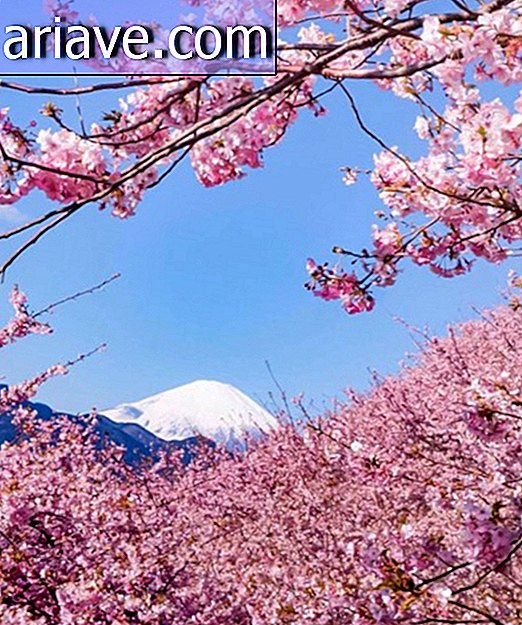 Sakuras: Đã đến lúc những cây anh đào Nhật Bản lộng lẫy