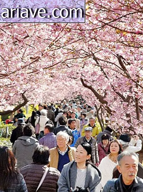 Сакурас: наконец-то пришло время для великолепных японских вишен