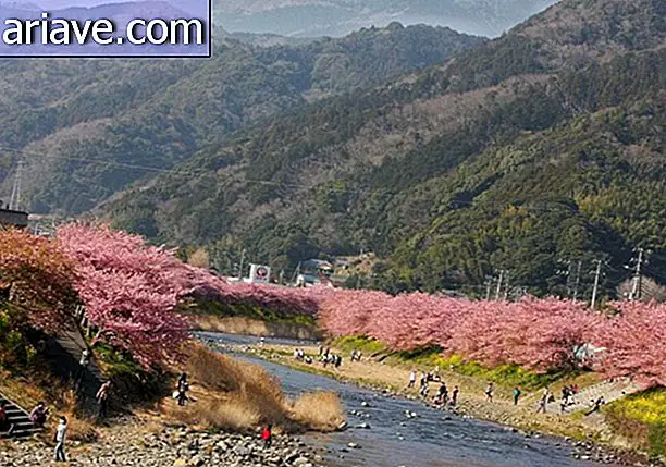 Sakuras: Finalmente ha llegado el momento de los espléndidos cerezos japoneses.