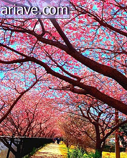 Sakuras: Finalmente ha llegado el momento de los espléndidos cerezos japoneses.