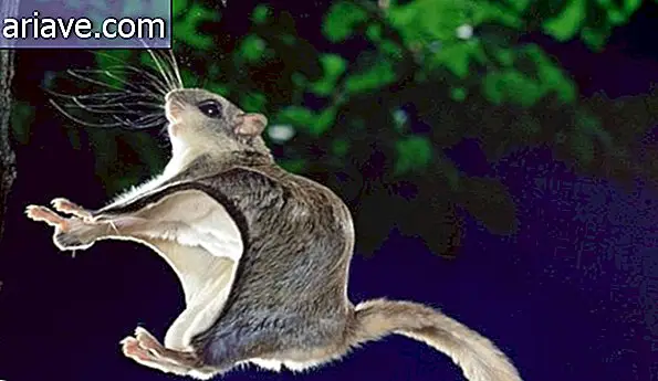 Il fotografo riesce a provare uno scoiattolo volante