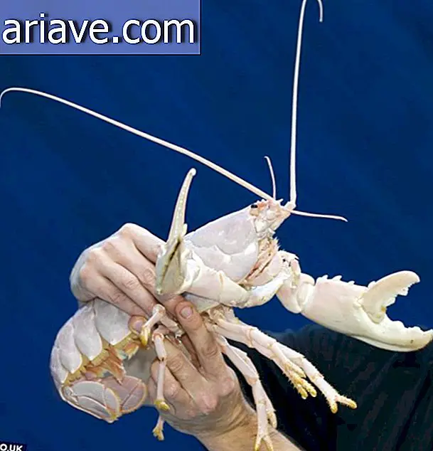 Lobster Albino