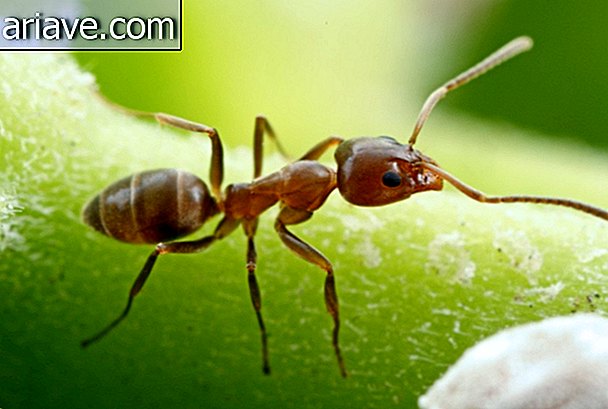 Argentine Ant