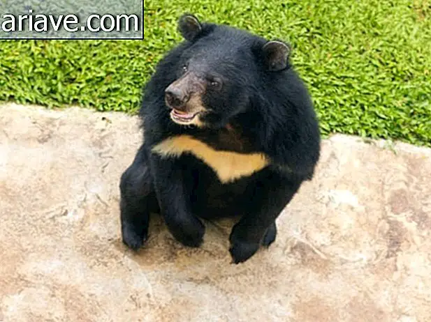 Ursul negru asiatic (Ursus thibetanus)