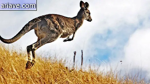 Skaczący kangur