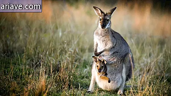Kangur i jego młode