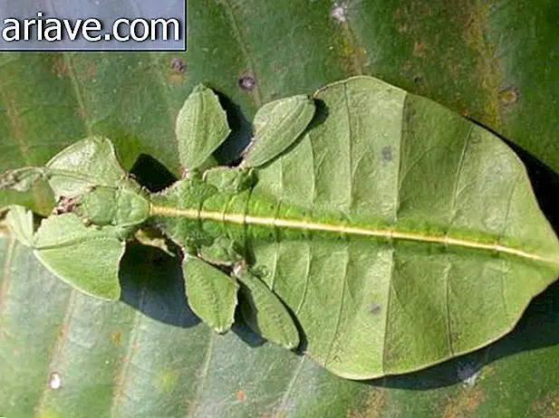 Leaf bug