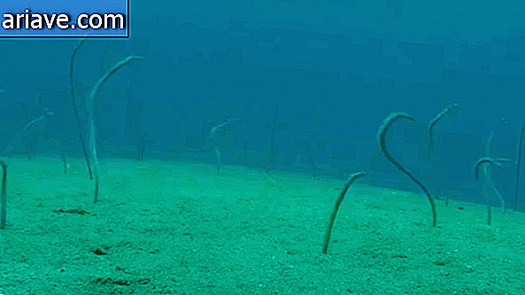 Vườn lươn