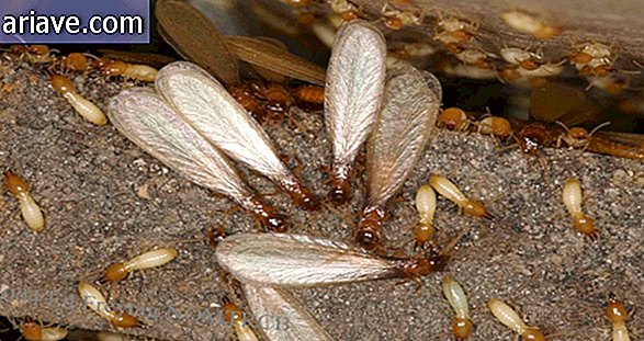 Termitele care atacă lemnul