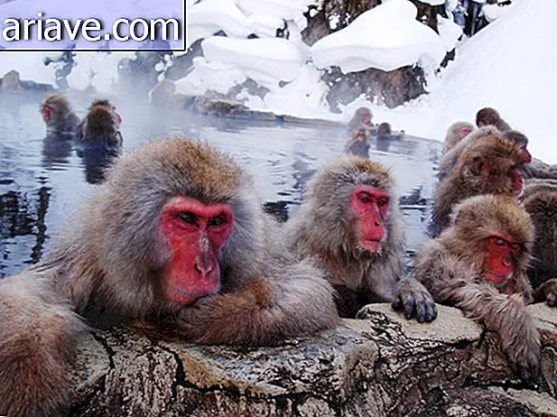 Au Japon, il existe un parc thermal pour permettre aux singes de se baigner [galerie]